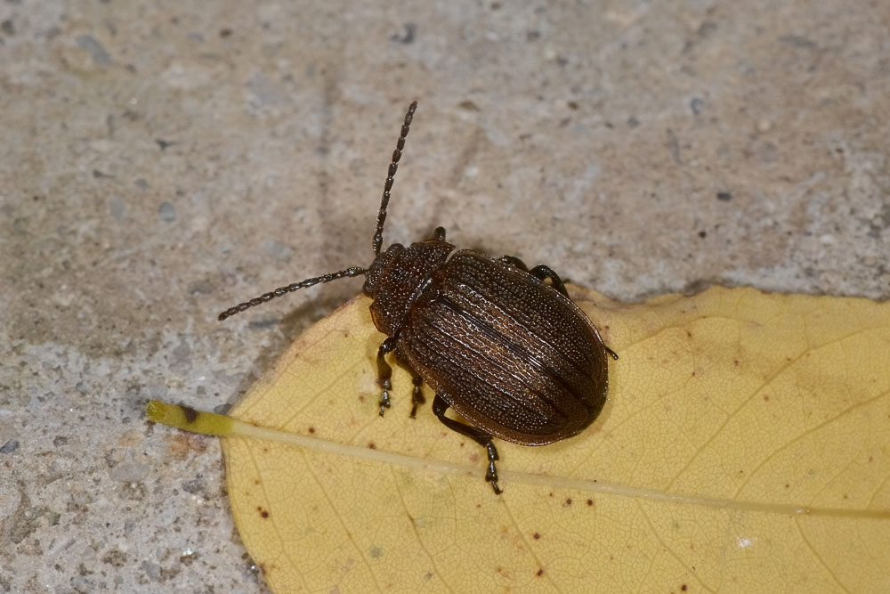 Galeruca interrupta?       No, Galeruca pomonae